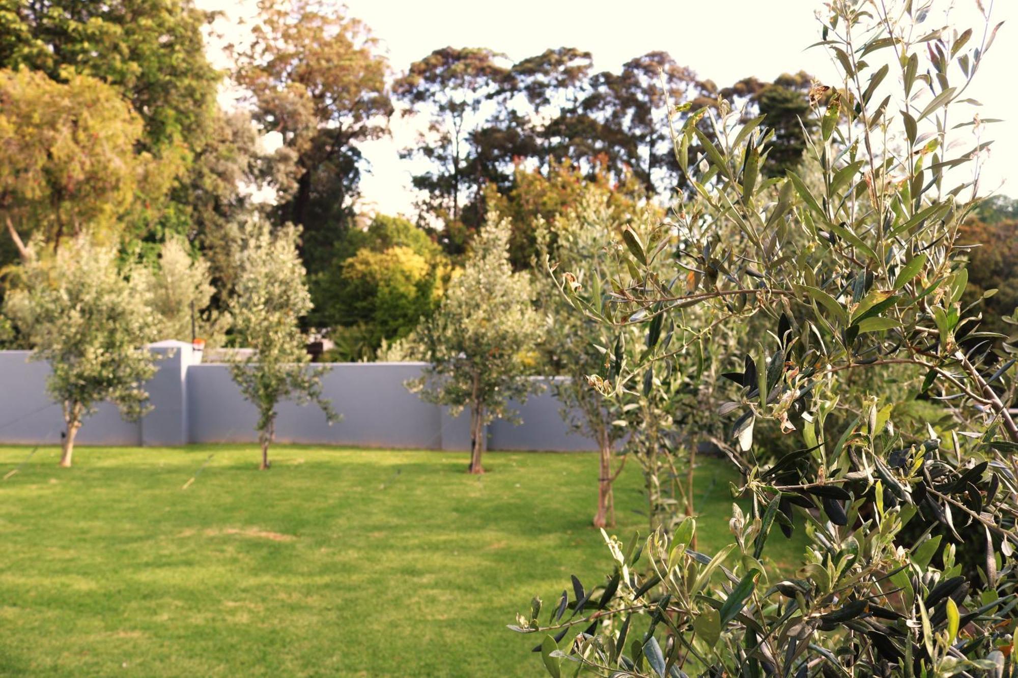 The Olive Terrace